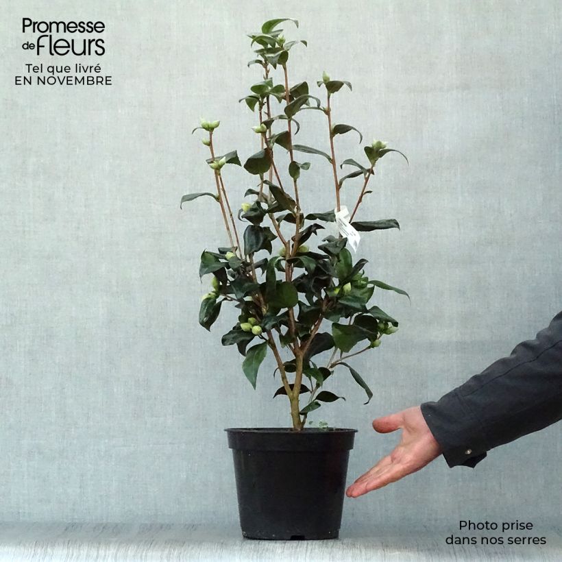 Ejemplar de Camellia japonica Jury's Yellow Maceta 3L/4L entregado en otoño