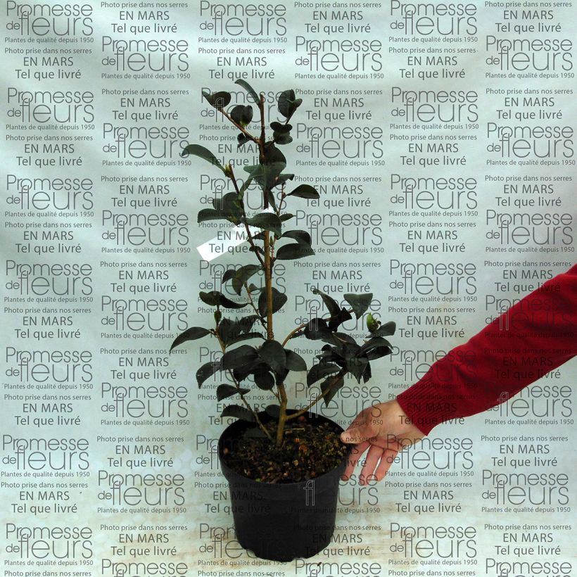 Ejemplo de ejemplar de Camellia Gay Border Maceta 4L/5L tal y como se entrega