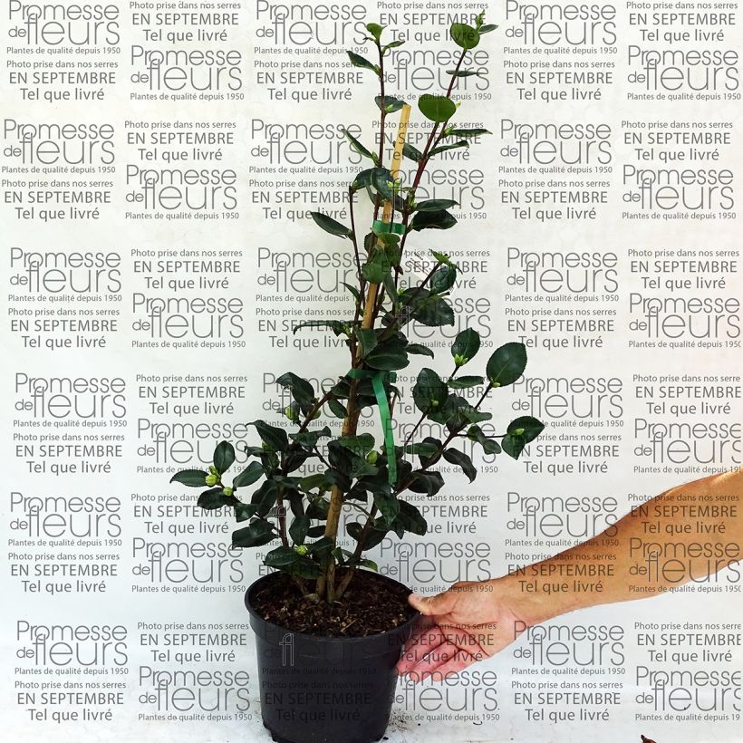 Ejemplo de ejemplar de Camellia sasanqua Sekiyo - Camelia de otoño Maceta 4L/5LAltura de entrega aprox. 40/50cm tal y como se entrega