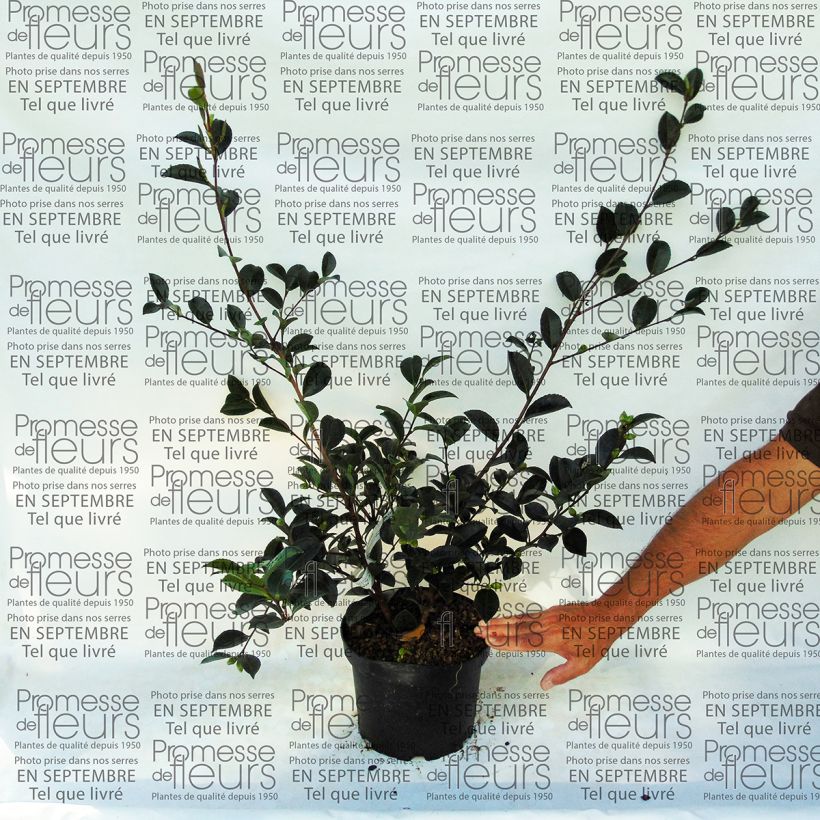 Ejemplo de ejemplar de Camellia sasanqua Setsugekka - Camelia de otoño Maceta 4L/5L tal y como se entrega