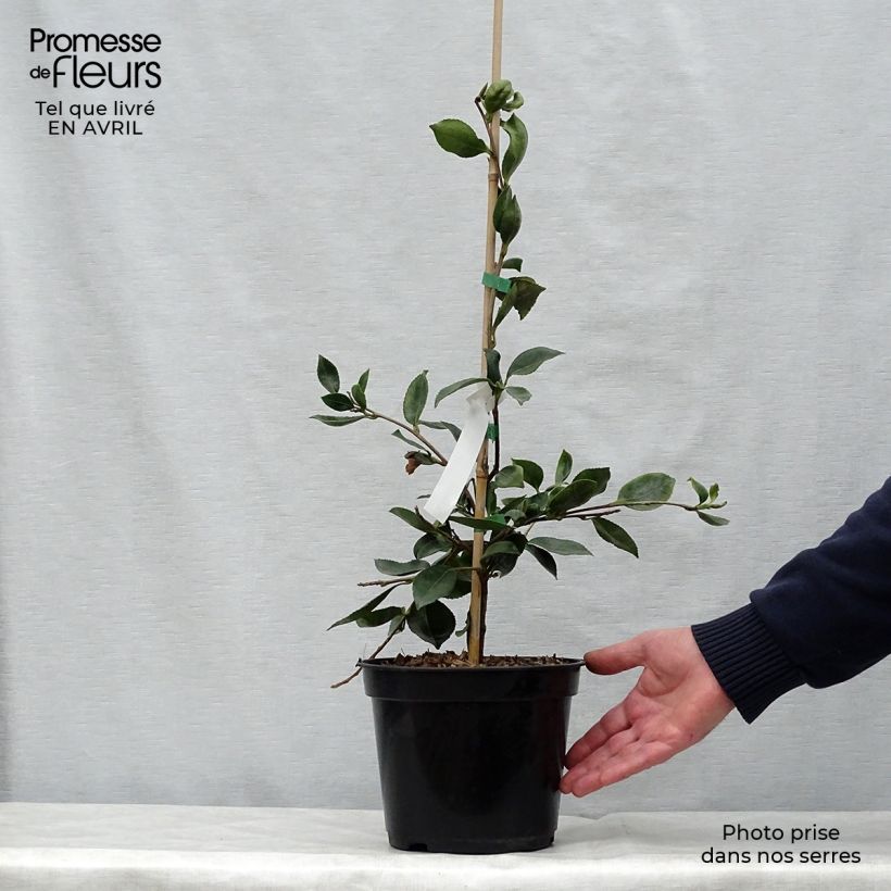 Camellia sasanqua Showa no Sakae - Camelia de otoño Maceta 4L/5L Ejemplar entregado en la primavera
