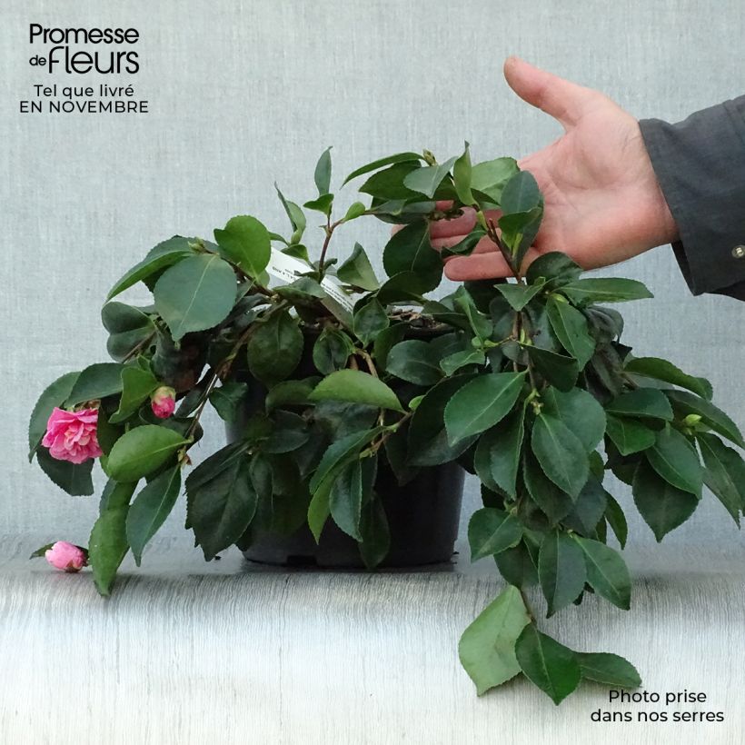 Ejemplar de Camellia sasanqua Waterfall Pink - Camelia de otoño Maceta 4L/5L entregado en otoño