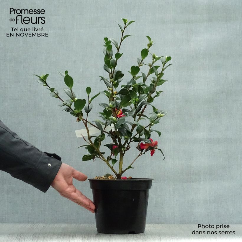 Ejemplar de Camellia Yuletide Maceta 4L/5L entregado en otoño
