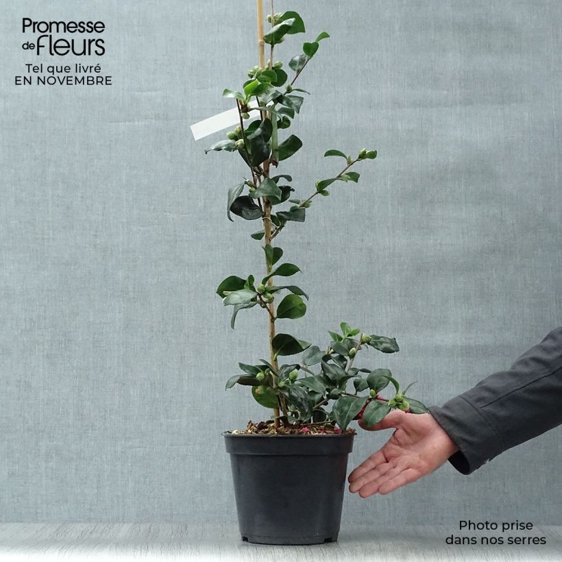 Ejemplar de Camellia hiemalis Bonanza Maceta 3L/4L entregado en otoño