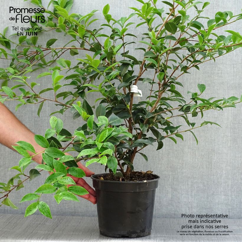 Ejemplar de Camellia Fuji no Yuki Maceta 4L/5LAltura de entrega aprox. 40/50cm entregado en verano