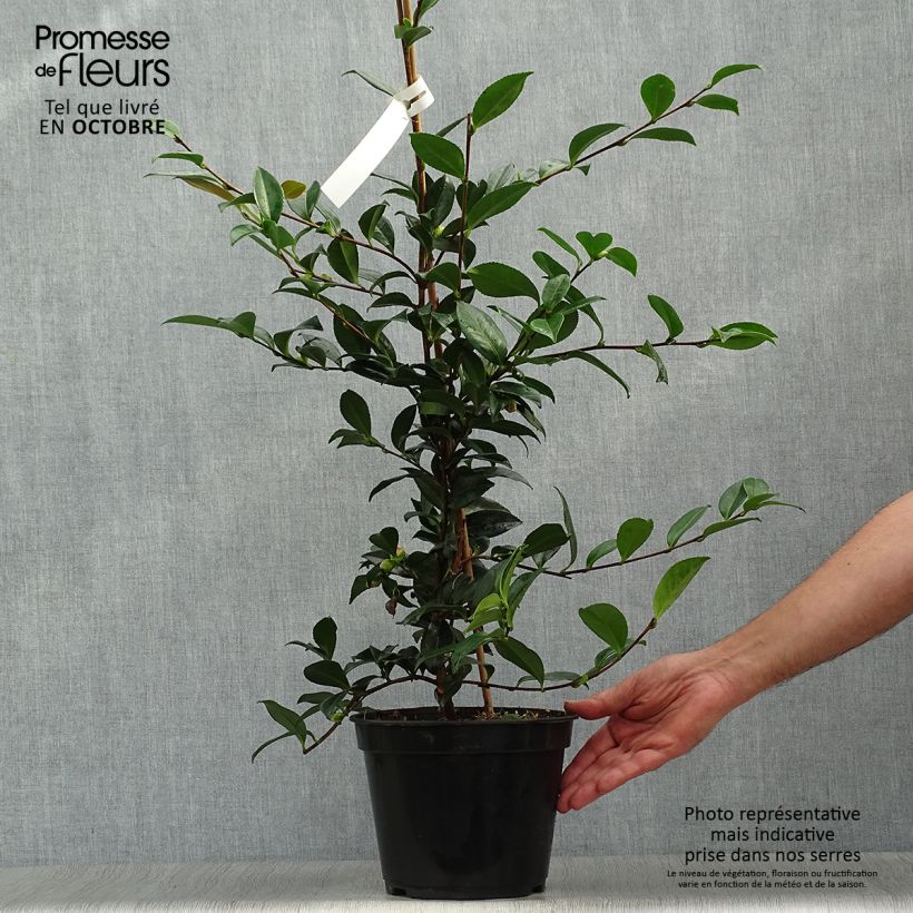 Ejemplar de Camellia sasanqua Early Pearly - Camelia de otoño Maceta 4L/5L entregado en otoño