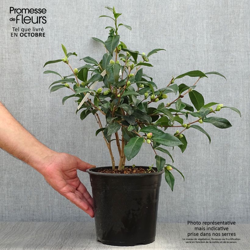 Ejemplar de Camellia sasanqua Hinode-Gumo - Camelia de otoño Maceta 4L/5L entregado en otoño