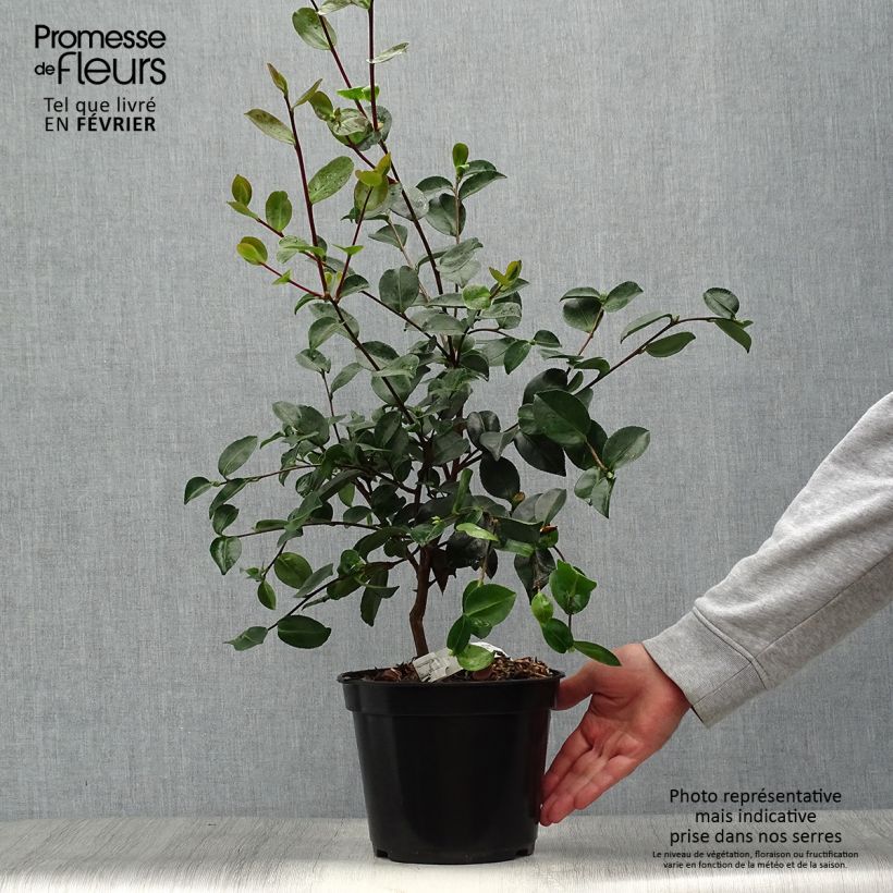 Ejemplar de Camellia sasanqua Plantation Pink - Camelia de otoño Maceta 4L/5L entregado en otoño