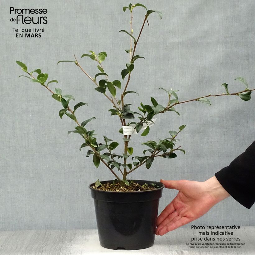 Camellia sasanqua Survivor - Camelia de otoño Maceta 4L/5L Ejemplar entregado en la primavera