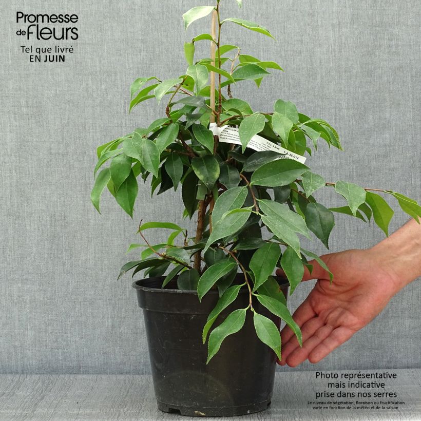 Ejemplar de Camellia sasanqua Yume - Camelia de otoño Maceta 4L/5L entregado en verano