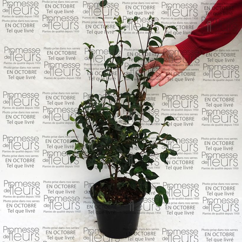 Ejemplo de ejemplar de Camellia grijsii Maceta 4L/5L tal y como se entrega
