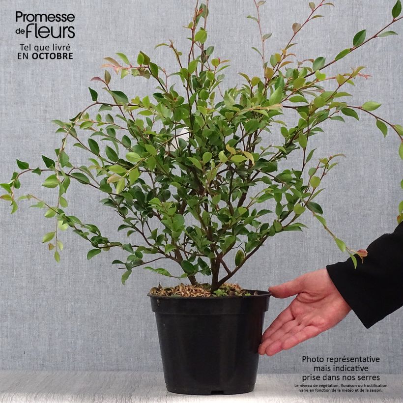 Ejemplar de Camellia lutchuensis Maceta 4L/5L entregado en otoño