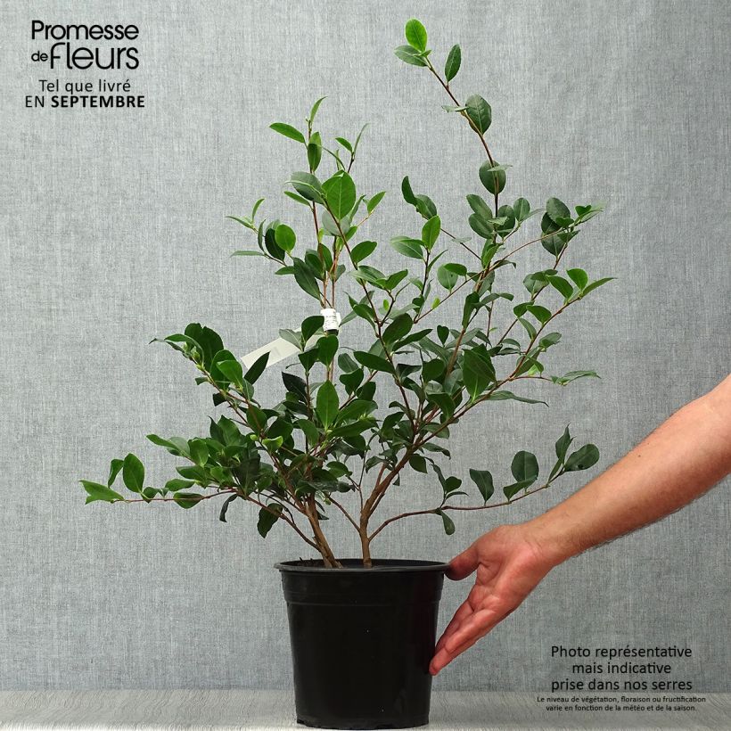 Ejemplar de Camellia sasanqua Cleopatra - Camelia de otoño Maceta 3L/4L entregado en otoño