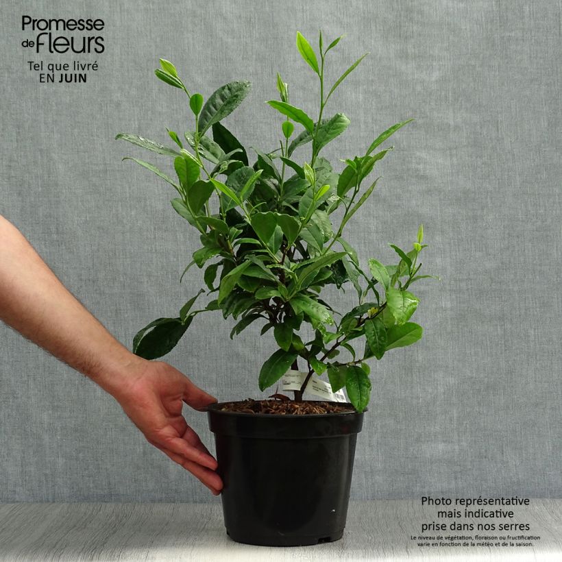 Ejemplar de Camellia sinensis - Planta de té Maceta 4L/5LAltura de entrega aprox. 40/50cm entregado en verano