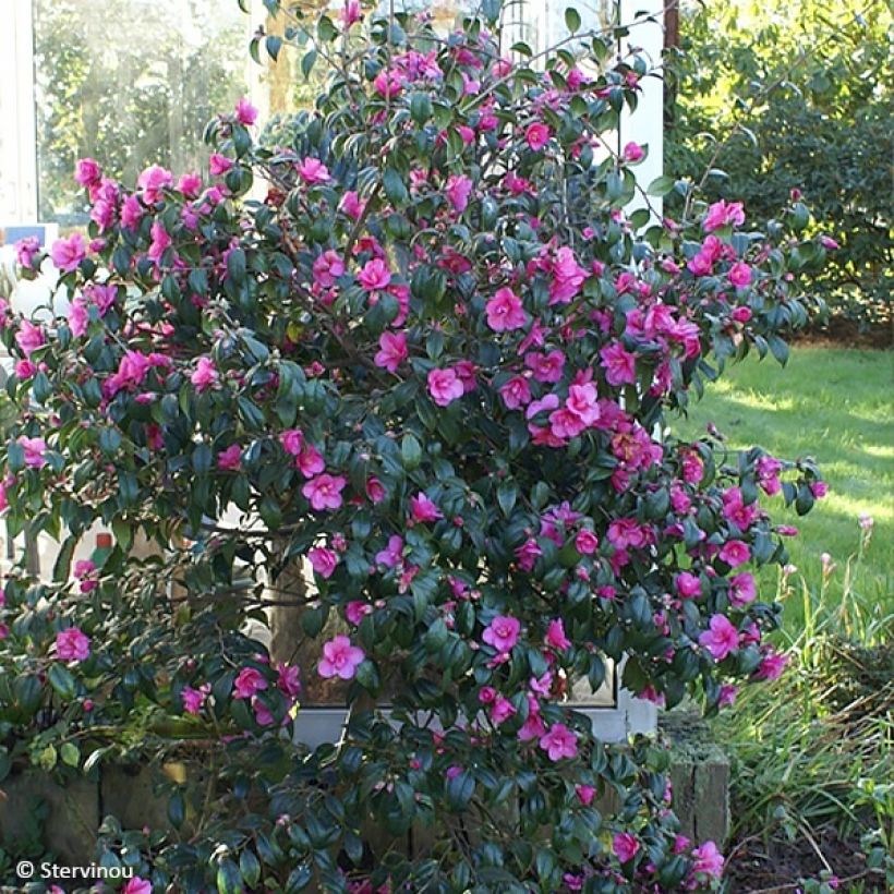Camellia Gay Baby (Porte)