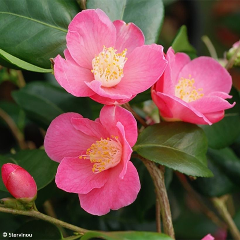 Camellia lutchuensis Koto No Kaori (Floración)