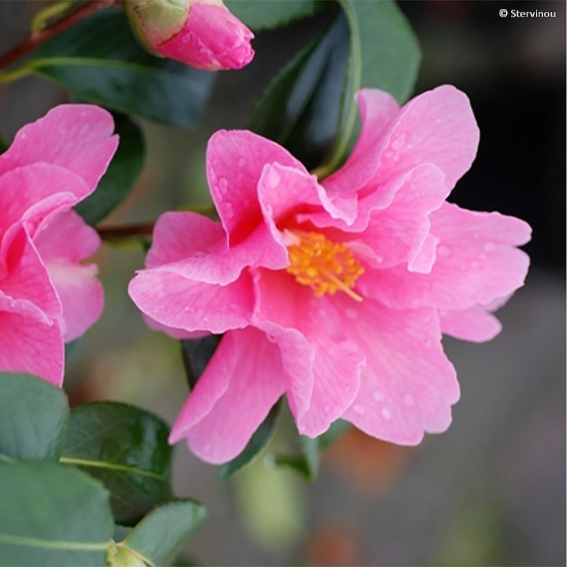 Camellia williamsii Lucky Star (Floración)
