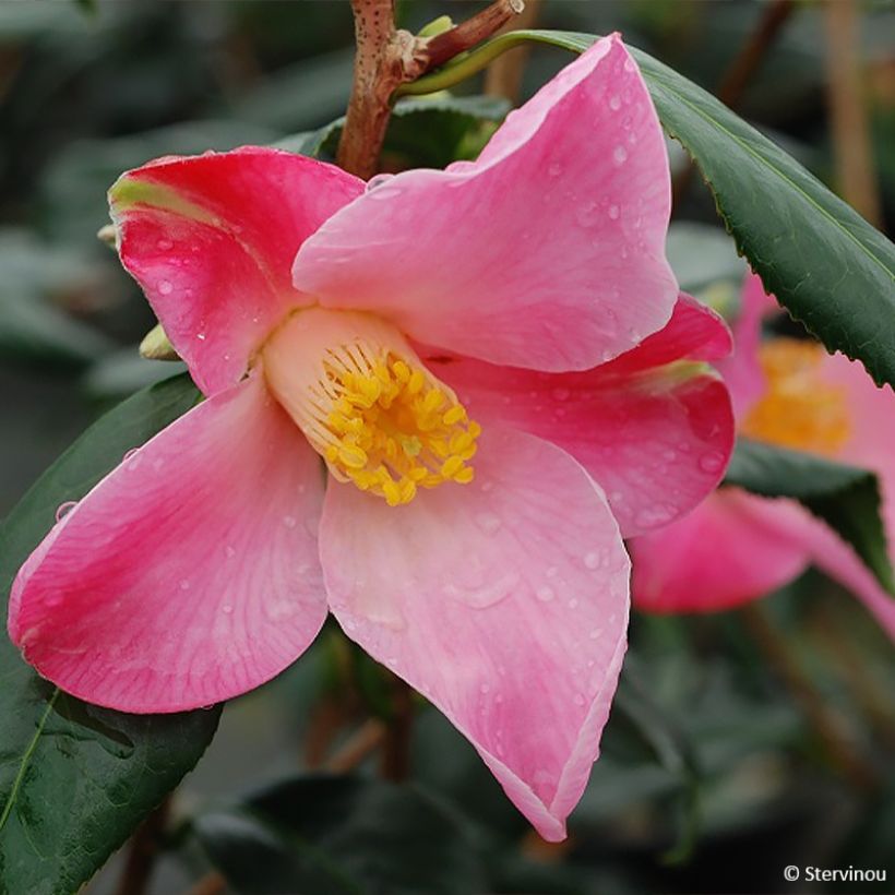 Camellia williamsii Tulip Time (Floración)