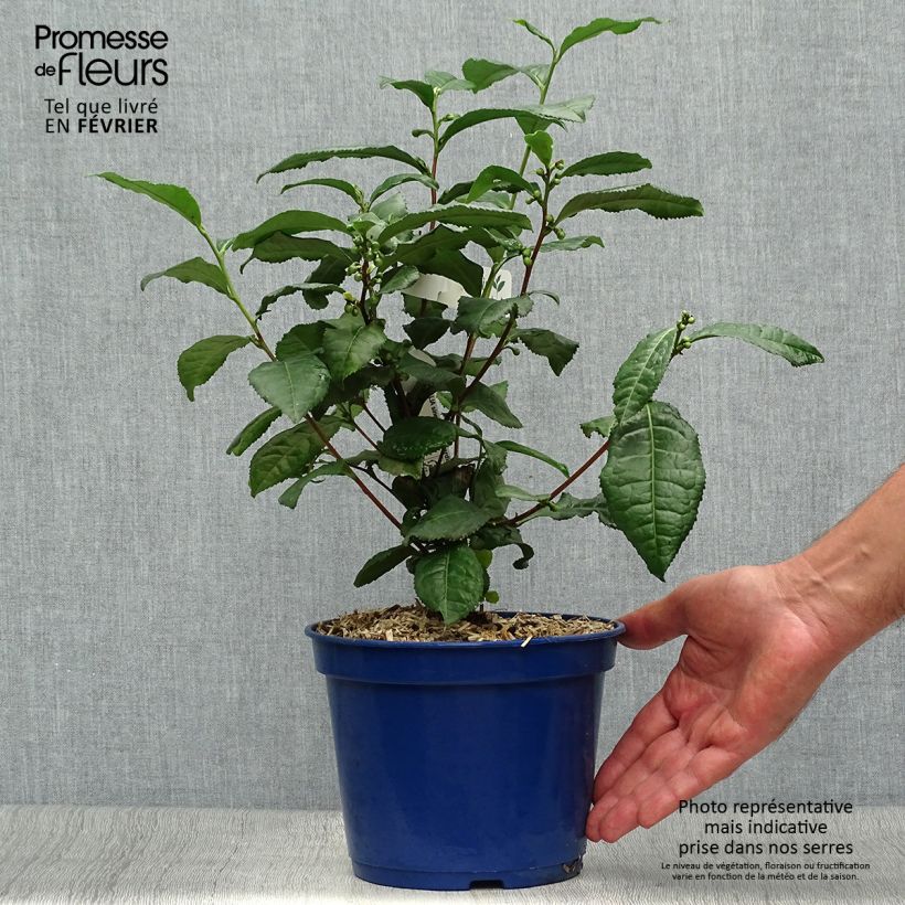 Ejemplar de Planta de té Théojardin Maceta 2L/3L entregado en otoño