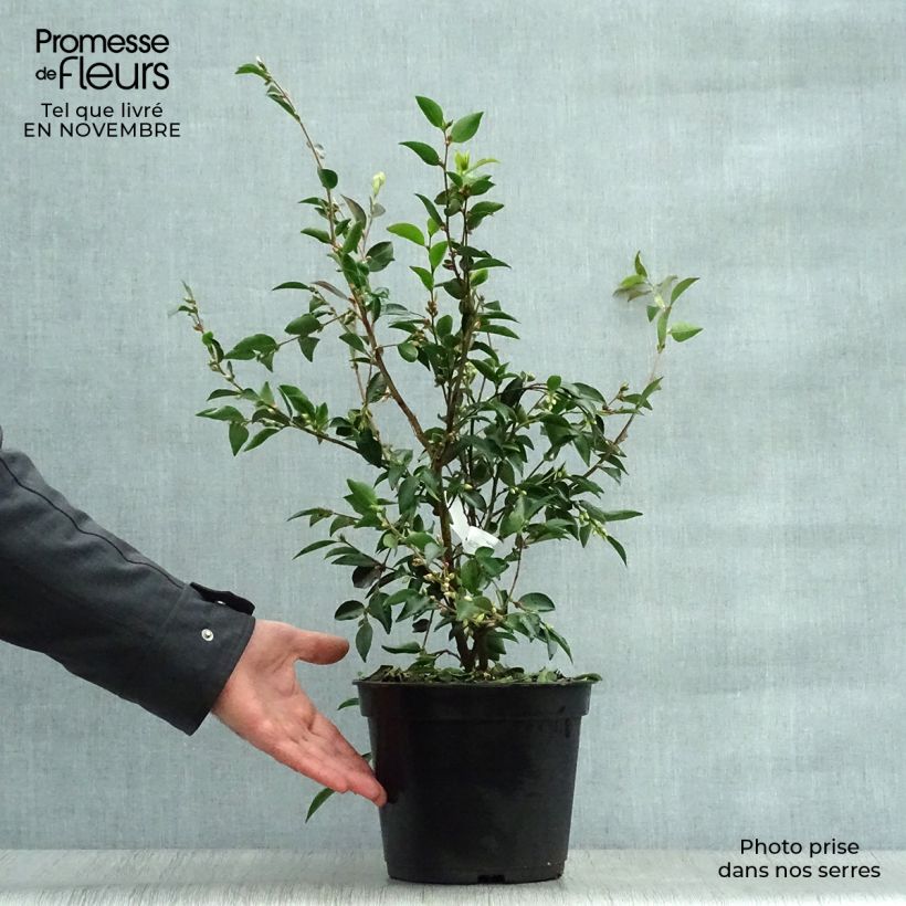 Ejemplar de Camellia transnokoensis Maceta 4L/5L entregado en otoño