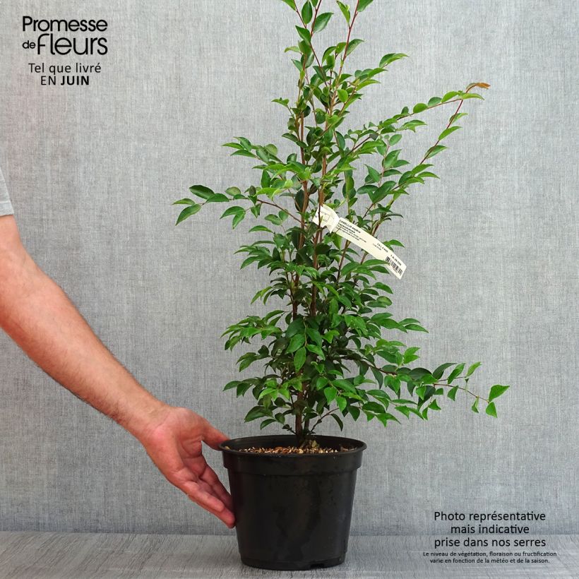 Ejemplar de Camellia transnokoensis - Camélia botanique Pot de 4L/5L entregado en verano