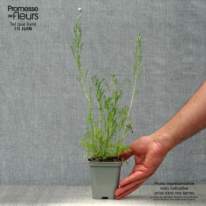 Ejemplar de Manzanilla romana Ligulosum - Chamaemelum nobile Maceta de 8/9 cm entregado en verano