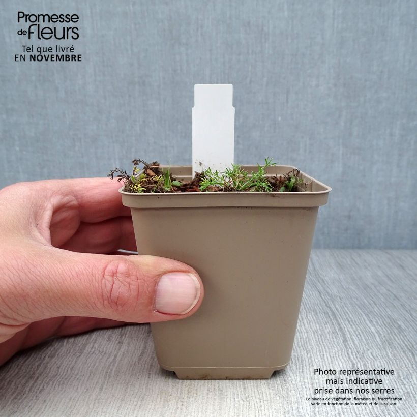 Ejemplar de Manzanilla romana Treneague - Chamaemelum nobile Maceta de 8/9 cm entregado en otoño