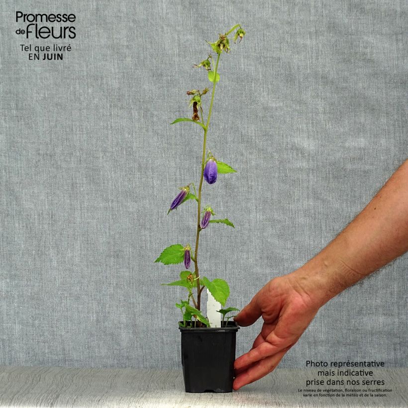 Ejemplar de Campanula Sarastro - Campanule hybride entregado en verano