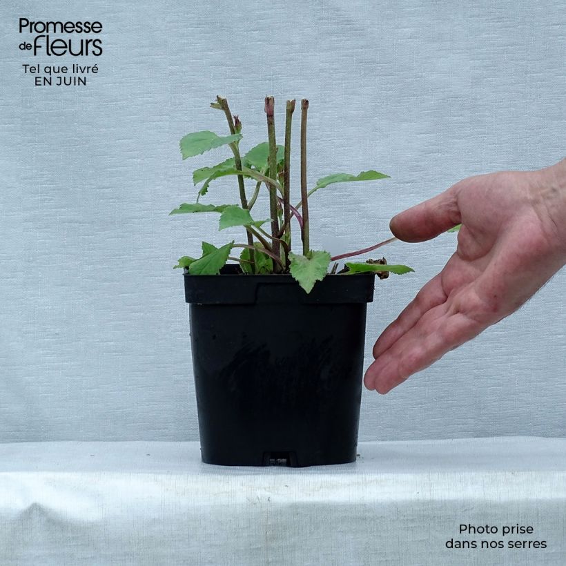 Ejemplar de Campanula Sarastro - Campanule hybride en pot de 2/3L entregado en verano