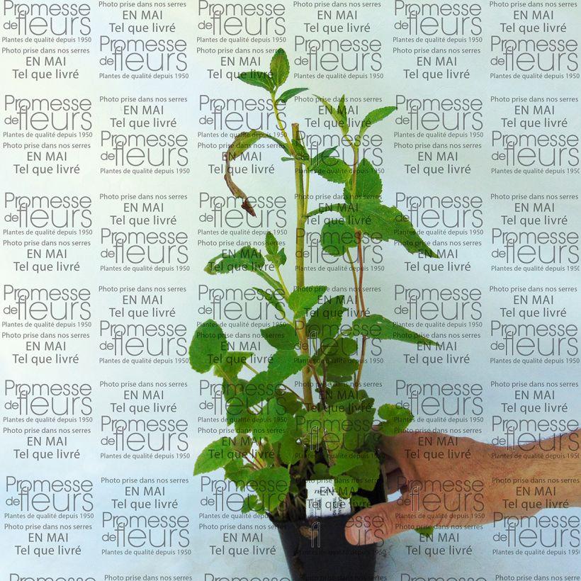 Ejemplo de ejemplar de Campanula punctata Wedding Bells Maceta de 8/9 cm tal y como se entrega