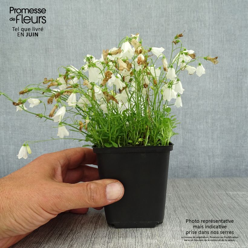 Ejemplar de Campanula cochleariifolia Alba - Campanule à feuilles de cochléaire  Godet de 8/9 cm entregado en verano