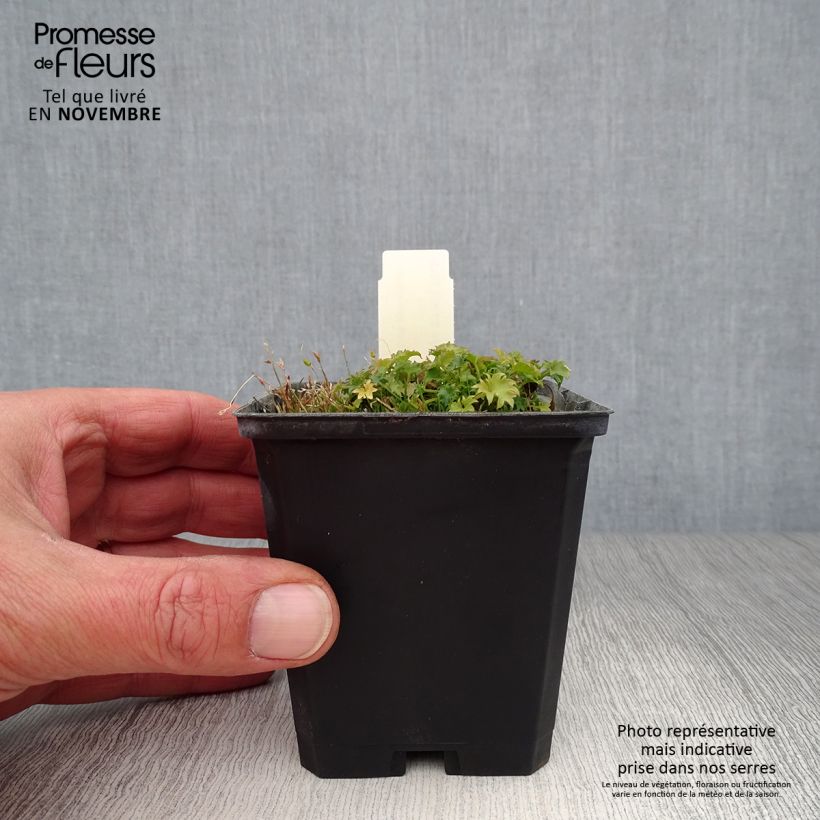 Ejemplar de Campanula garganica Maceta de 8/9 cm entregado en otoño