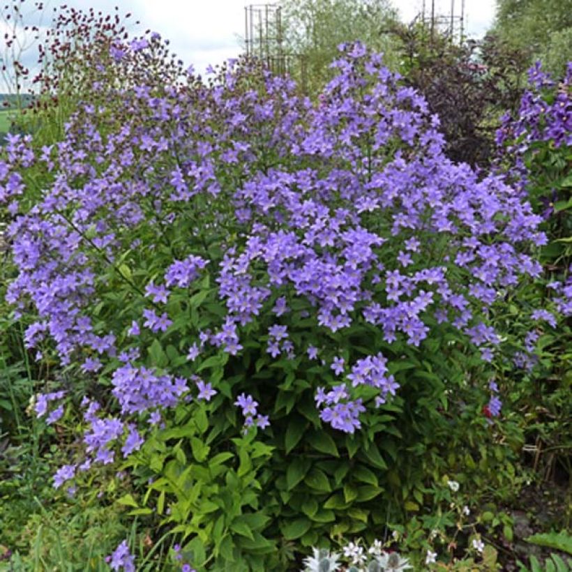 Campanula lactiflora Prichard s variety - Campanilla (Porte)