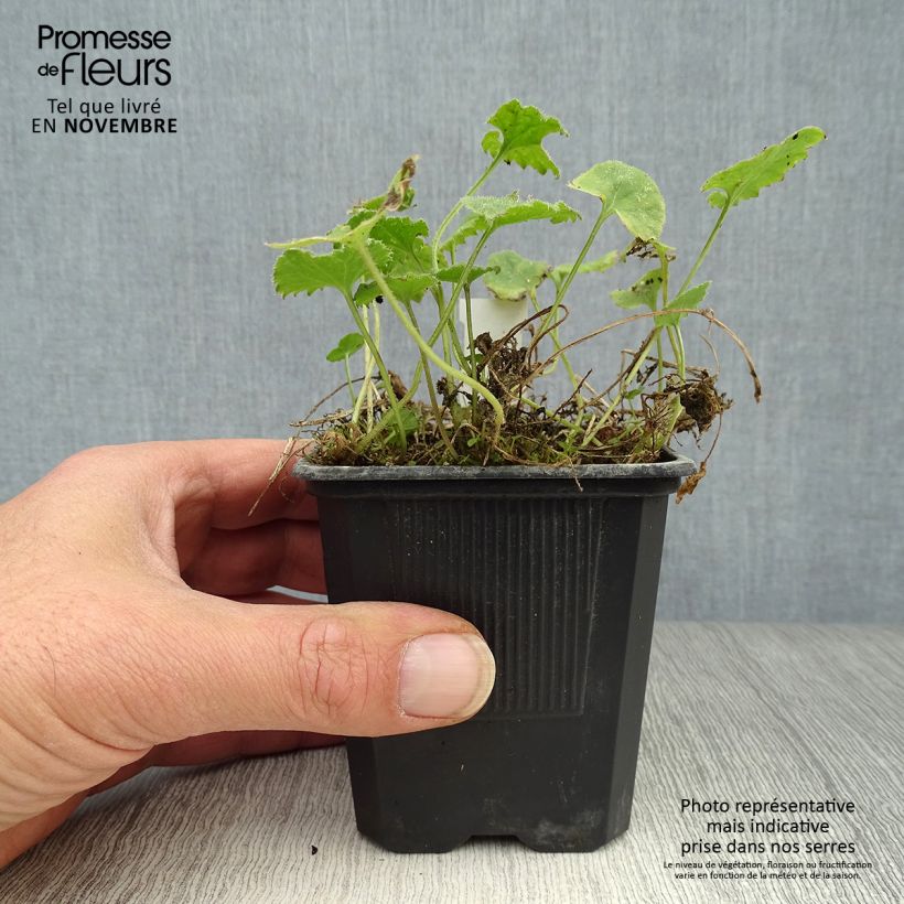 Ejemplar de Campanula poscharskyana Lisduggan Variety Maceta de 8/9 cm entregado en otoño