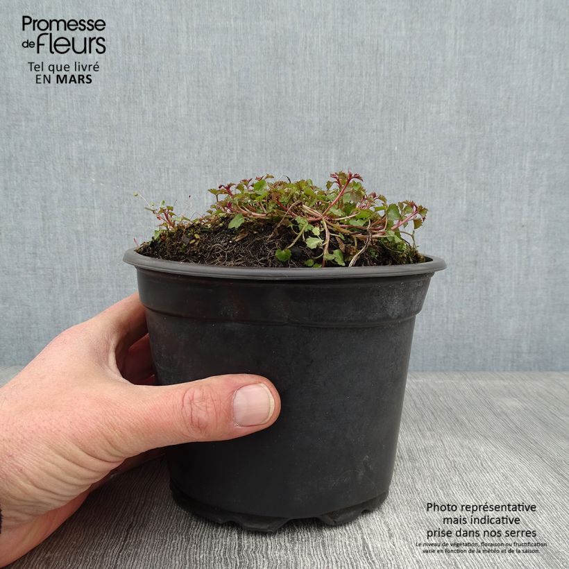 Campanula poscharskyana Stella Maceta 2L/3L Ejemplar entregado en invierno