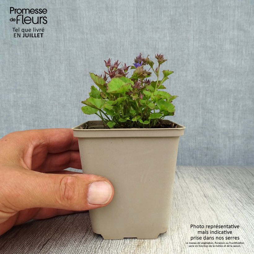 Ejemplar de Campanula poscharskyana Trollkind Maceta de 8/9 cm entregado en verano