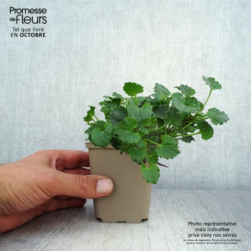 Ejemplar de Campanula Royal Wave Maceta de 8/9 cm entregado en otoño
