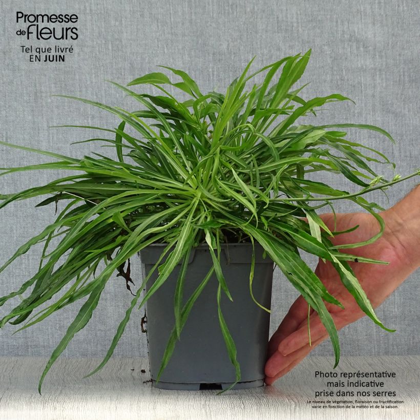 Ejemplar de Campanula persicifolia Alba Maceta 2L/3L entregado en verano