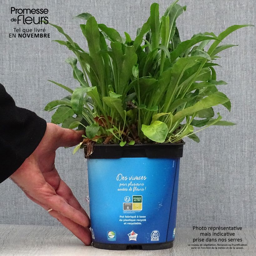Ejemplar de Campanula persicifolia Maceta 2L/3L entregado en otoño