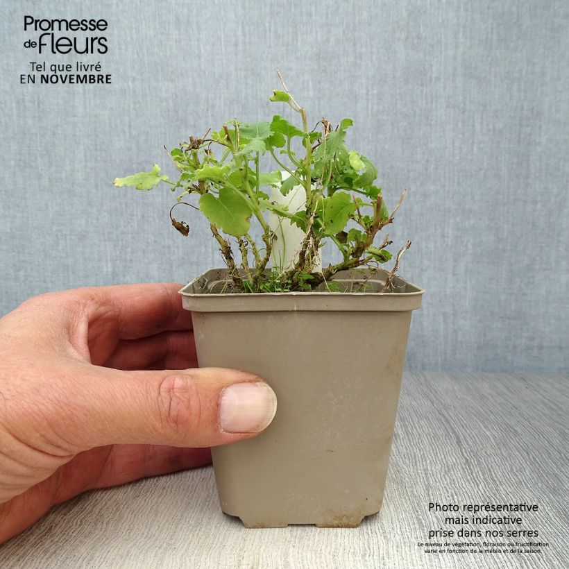 Ejemplar de Campanula carpatica Albas Maceta de 8/9 cm entregado en otoño