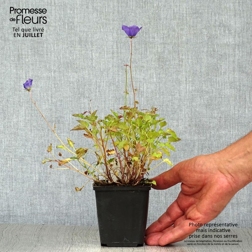 Ejemplar de Campanula carpaticas Maceta de 8/9 cm entregado en verano