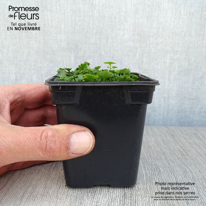Ejemplar de Campanula portenschlagiana Maceta de 7/8 cm entregado en otoño