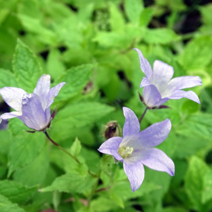Campanula lactiflora Prichard s variety - Campanilla (Floración)