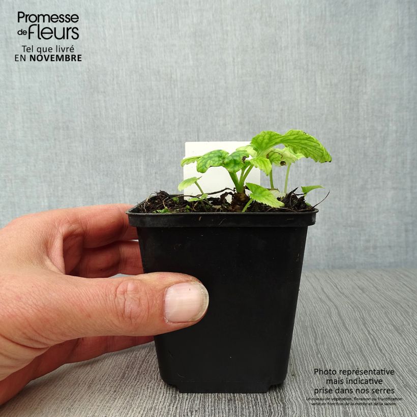 Ejemplar de Campanula takesimana Maceta de 8/9 cm entregado en otoño