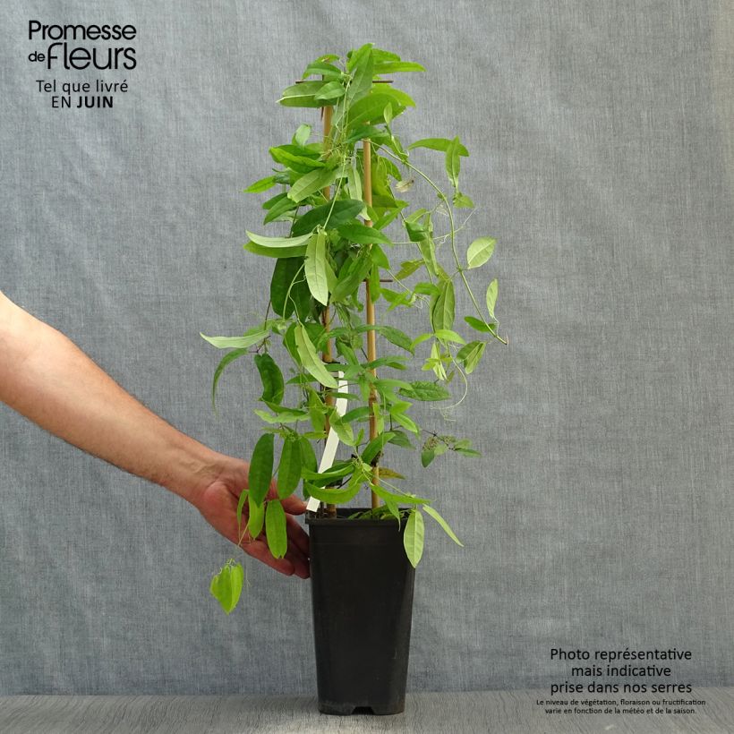Ejemplar de Campsis capreolata Atrosanguinea - Bignone à vrilles Pot de 2L/3L entregado en verano