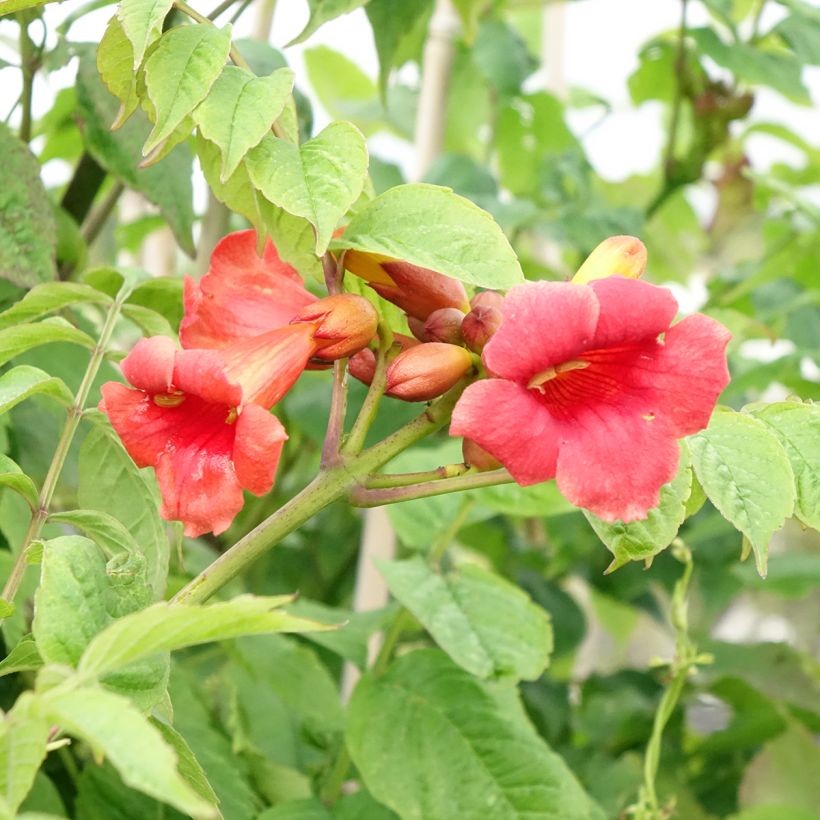 Enredadera de trompeta Stromboli - Campsis radicans (Floración)