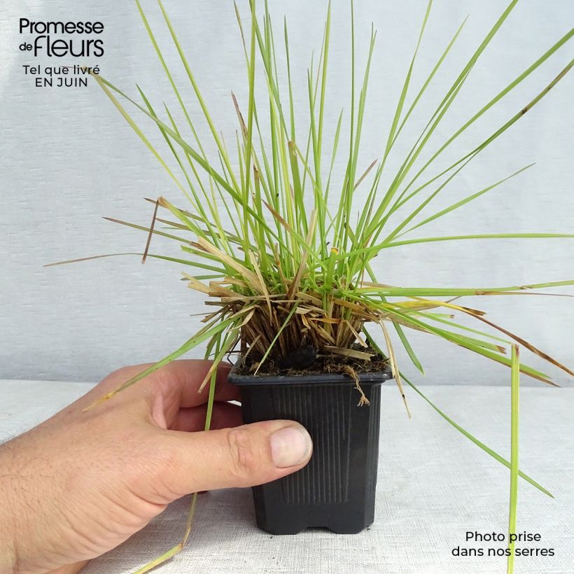 Ejemplar de Deschampsia caespitosa Tauträger - Grama de monte Maceta de 8/9 cm entregado en verano