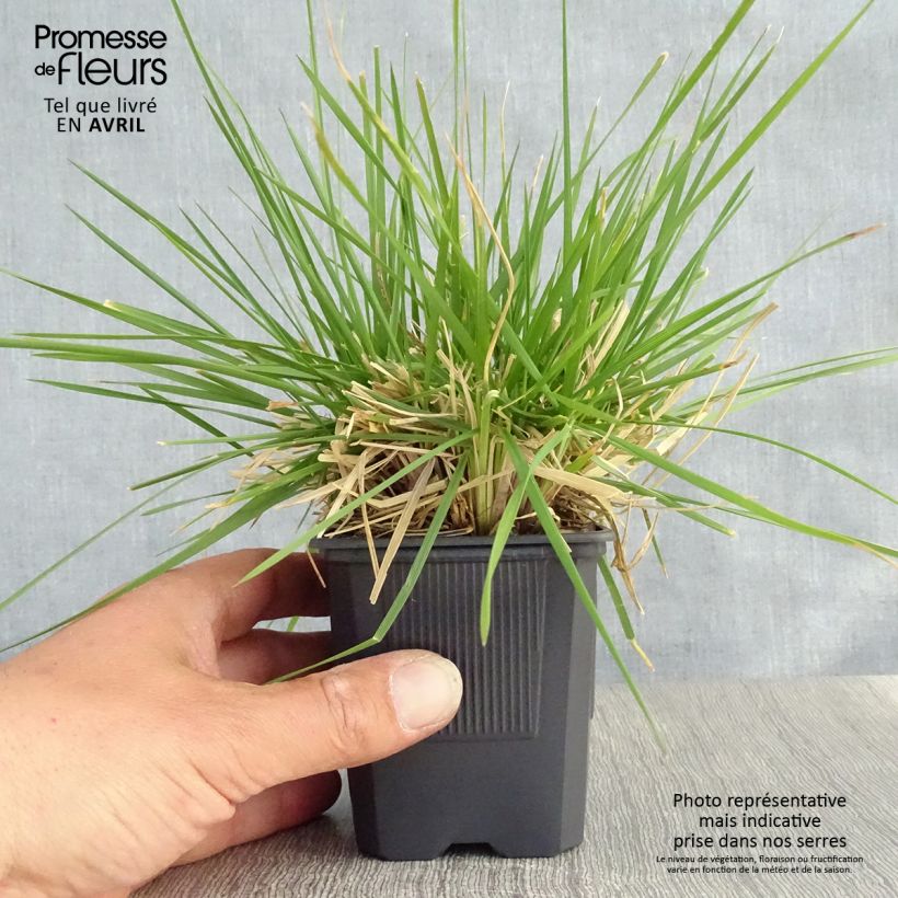 Deschampsia caespitosa Tauträger - Grama de monte Maceta de 8/9 cm Ejemplar entregado en la primavera