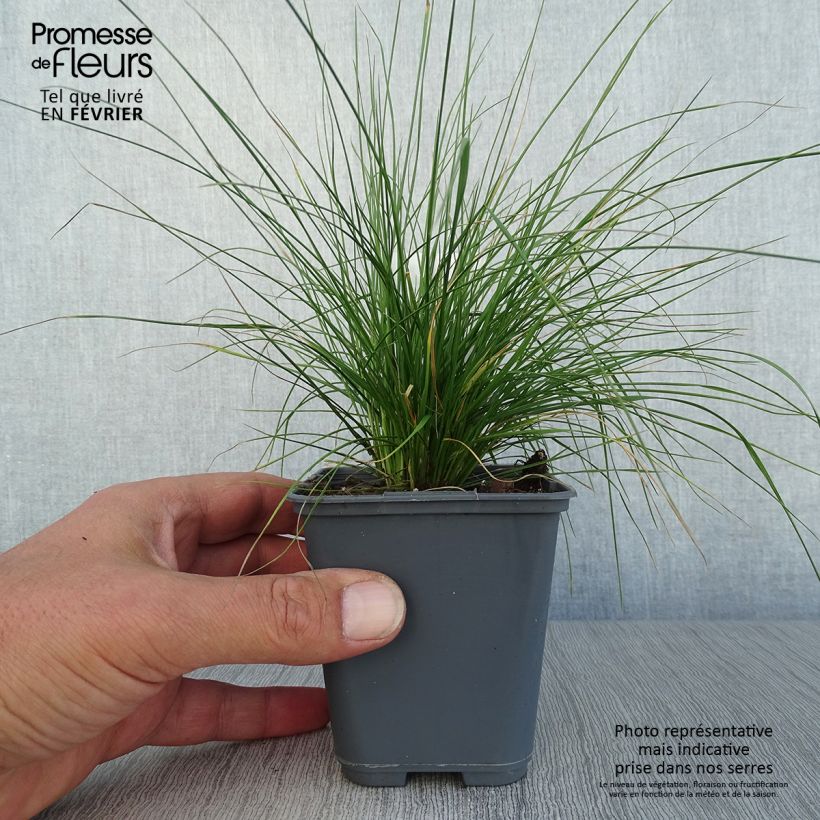 Ejemplar de Deschampsia caespitosa Vivipara - Grama de monte Maceta de 8/9 cm entregado en otoño