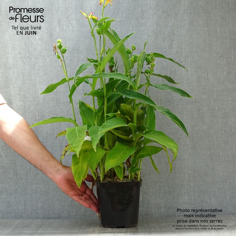 Ejemplar de Canna edulis - Canna comestible, Balisier rouge en pot de 3L entregado en verano